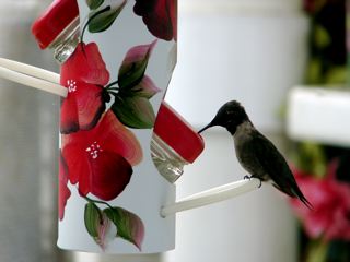 Senior Moments Hummingbird Feeder