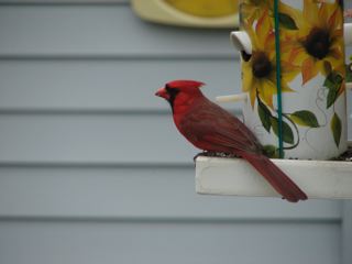 Senior Moments Bird Feeder
