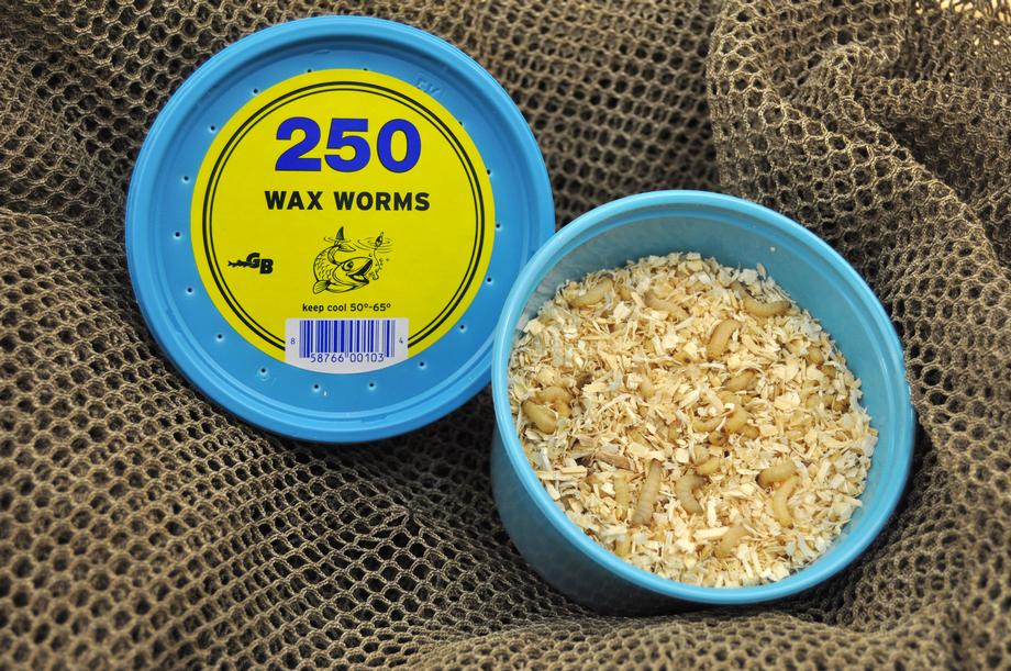 wax worms for sale