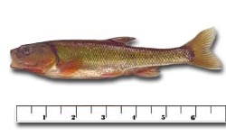 Creek Chub for Sale - Gollon Brothers Wholesale Live Bait