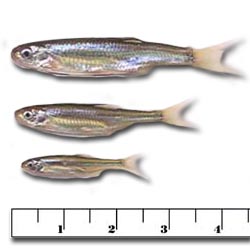 Emerald Shiner for Sale - Gollon Brothers Wholesale Live Bait