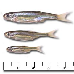 Wholesale Live Bait Minnows