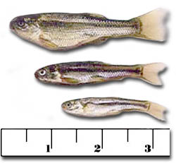 Wholesale Live Bait Minnows