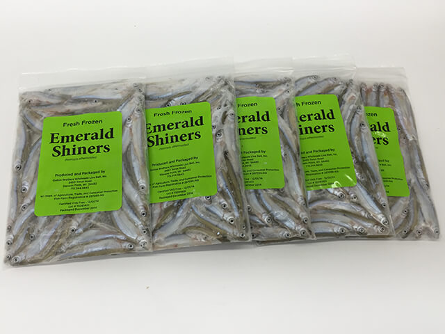 Frozen Emerald Shiner - Gollon Brothers Wholesale Live Bait