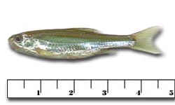 Live minnows on sale for sale