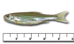 Wholesale Live Bait Minnows