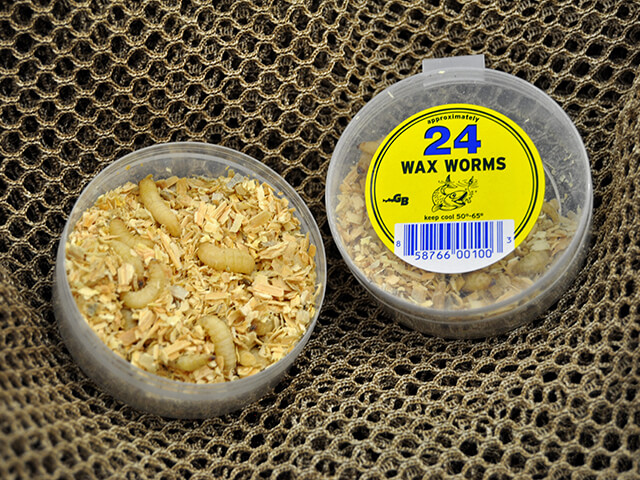Wax Worms for Sale - Gollon Brothers Wholesale Live Bait
