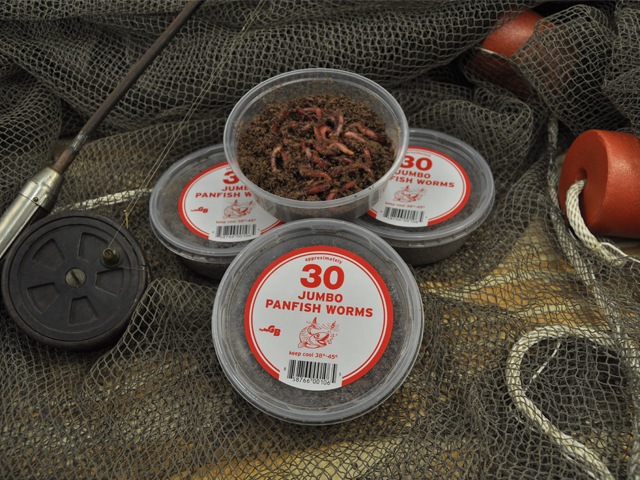 Leaf Worms for Sale - Gollon Brothers Wholesale Live Bait