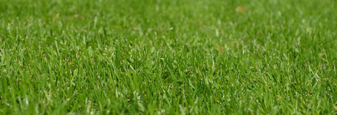 lawn care and maintenance in Rosholt, WI