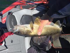 2016 FLW Tour – Beaver Lake Recap