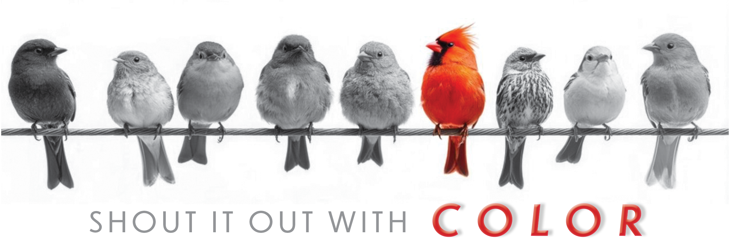 Color Printer and Copying and Graphic Designer in Stevens Point