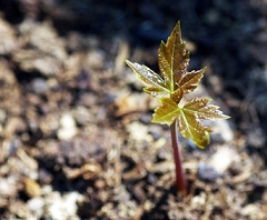 The Importance of Early Planting