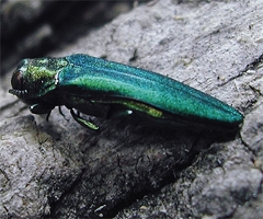 EAB is Here to Stay; Homeowners Urged to Consider Treating Ash Trees for Emerald Ash Borer this Spring