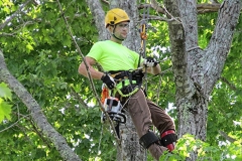 The Making of an Arborist