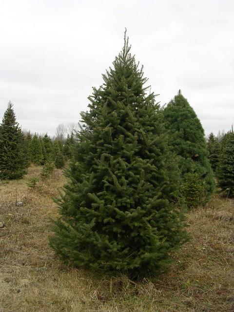 How to Choose and Care for the Perfect Christmas Tree