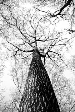 Winter: A Tree's Perspective