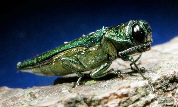 Save Your Ash Trees or Give Them Up to the Bug!