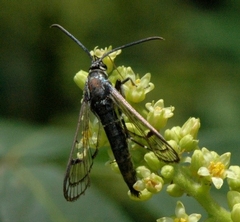 Insects to Look for This Spring