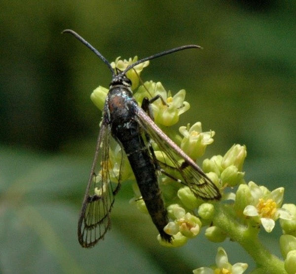 Insects to Look for This Spring