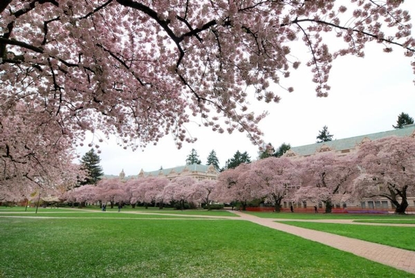 Spring: A Tree's Perspective