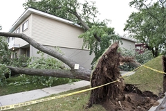 Tree Resilience and Emergency Preparedness for Extreme Weather Conditions