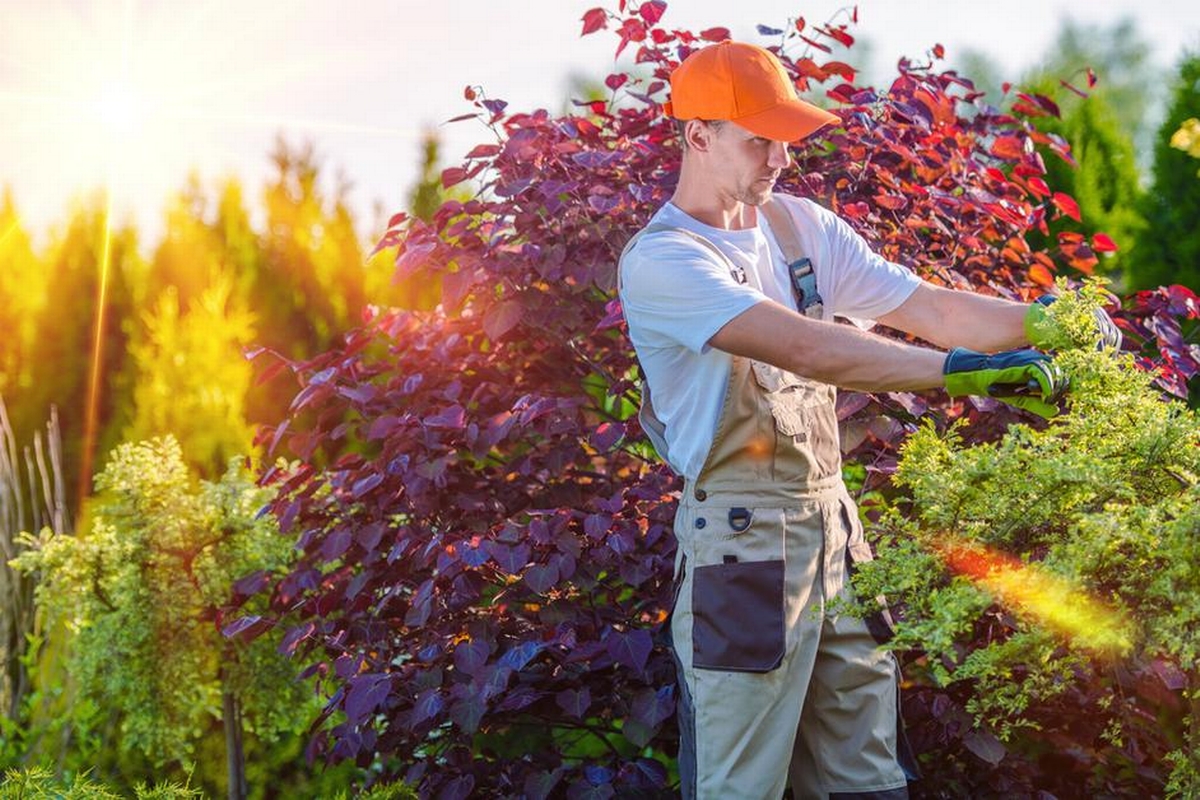 Seasonal Tree Health: How to Prepare Your Trees for Weather Changes
