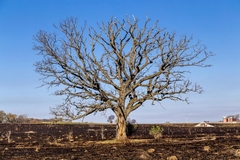 Common Tree Diseases in Wisconsin and How to Combat Them