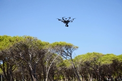 Beyond Pruning: Innovative Tree Care Solutions to Improve Tree Health and Longevity