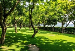 From Dormancy to Bloom: Understanding Your Trees' Unique Growth Cycles