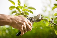 Pruning Practices: The Secret to Thriving Trees and Happier Clients