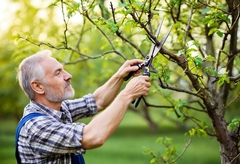 Pruning Perfection: A Homeowner's Guide to Essential Tree Maintenance Practices