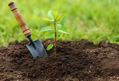 From the Roots Up: Understanding Soil Health and Its Impact on Your Trees