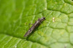 How to Get Rid of Thrips and Protect Your Trees and Plants