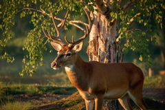 Best Deer-Resistant Trees for Residential Landscapes