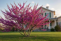 Small Ornamental Trees That Add Beauty to Compact Landscapes
