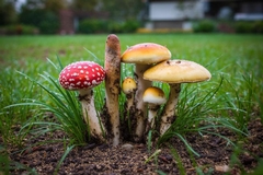 How to Get Rid of Mushrooms in the Yard and Prevent Them from Coming Back