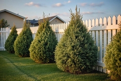 How to Care for Pine Trees Through Every Season