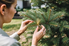 How to Save Pine Tree From Dying and Spot Problems Early
