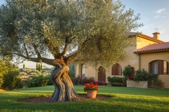 How to Take Care of Olive Tree for Stronger Growth