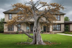 Dead or Dormant? How to Know If a Tree Is Dead
