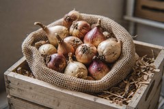 How to Store Bulbs Before Planting Season