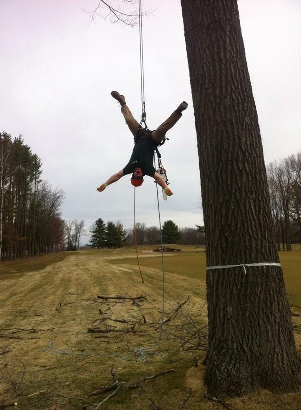 The Making of an Arborist