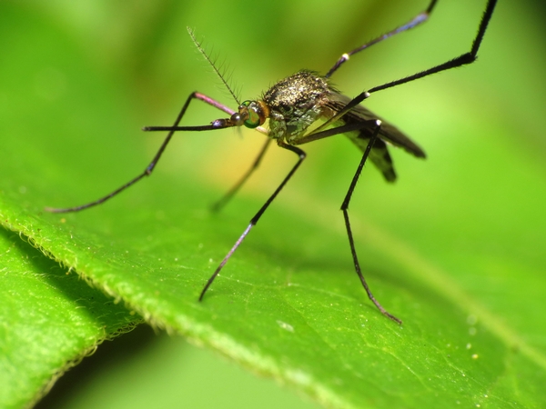 Are Mosquitoes Bugging You?