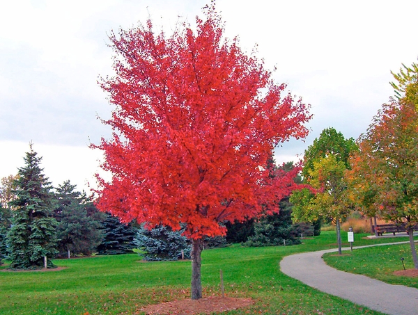 Top 5 Trees to Enjoy this Fall