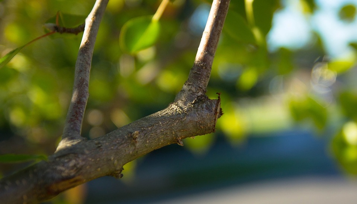 Why Prune my Trees?