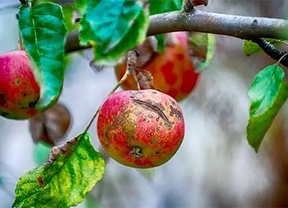 Apple Scab Disease