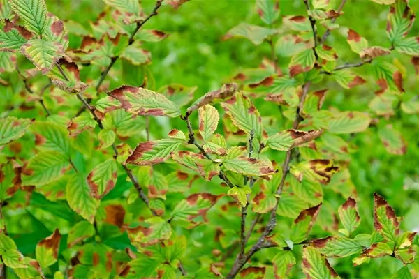 Milwaukee & Wausau Leaf Spot and Disease Removal