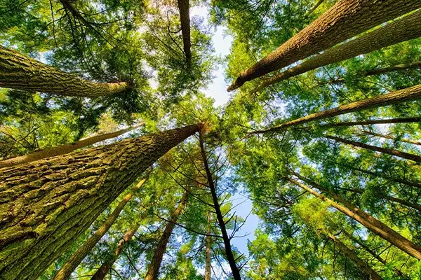 What are the benefits of trees?