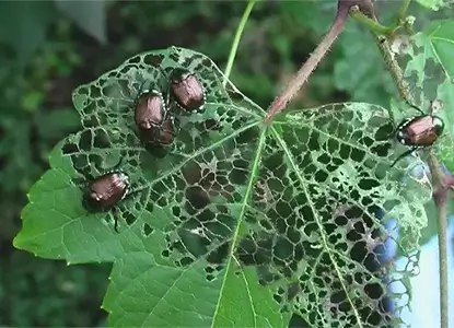 Japanese Beetle Tree Infestation