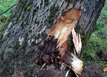 Tree Root Disease